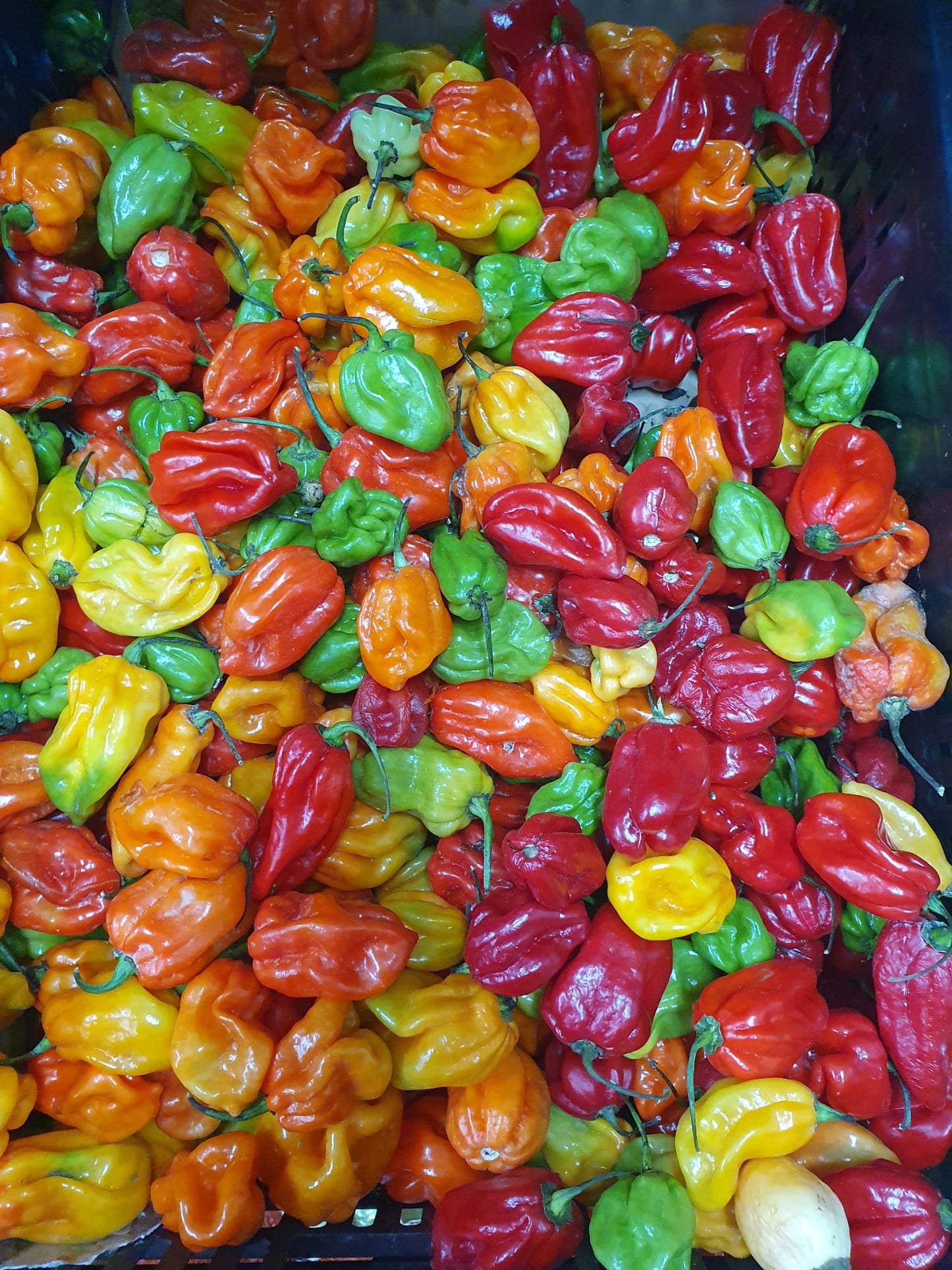 Scotch Bonnets (Pepper)